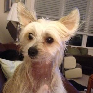 Meet your Posher, Annie